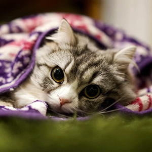 猫好き風呂好き